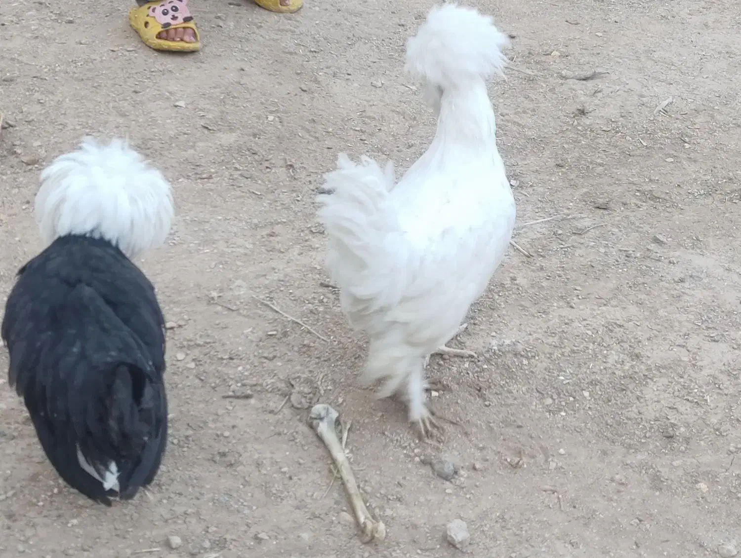 6عدد مرغ محلی تخم گذار|حیوانات مزرعه|کوهرنگ, |دیوار