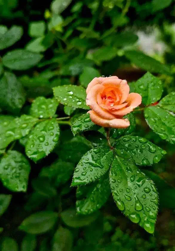 زمین مسکونی|فروش زمین و ملک کلنگی|مبارکه, |دیوار