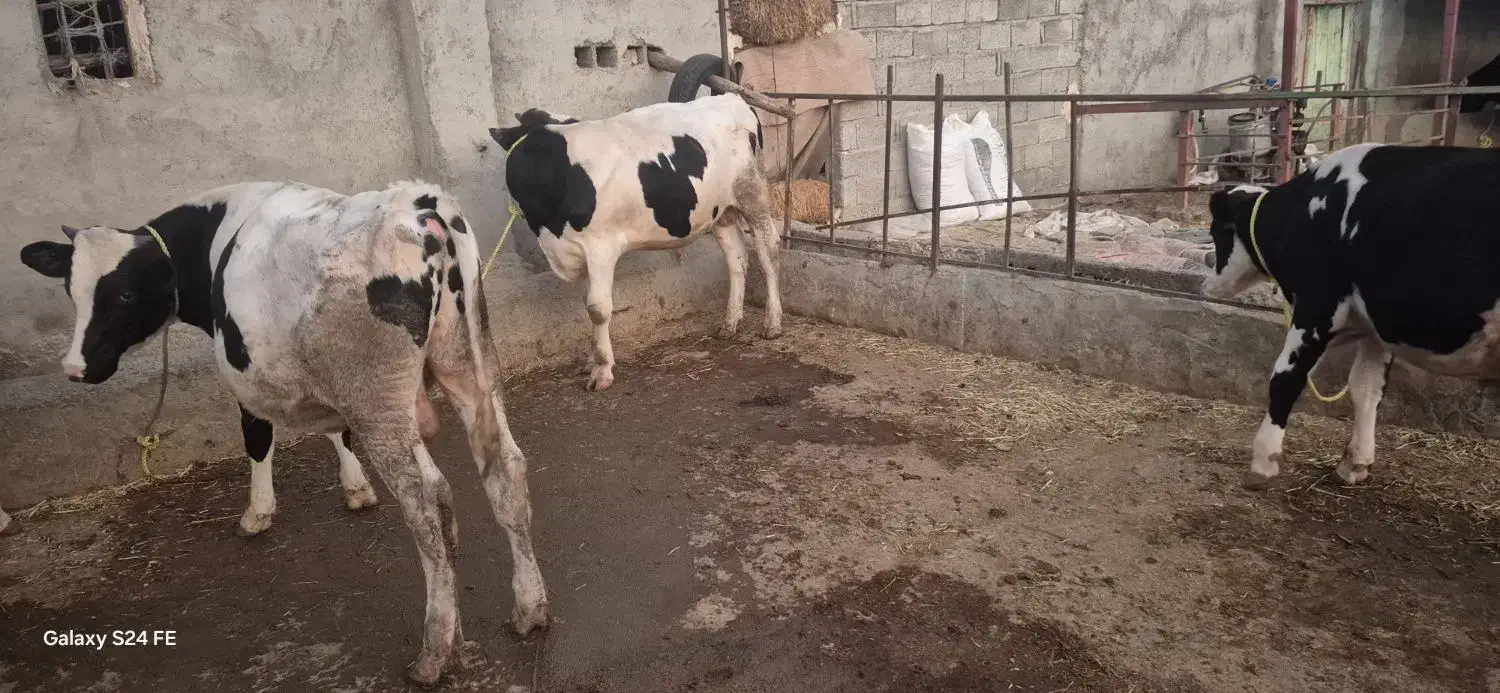 گوساله نر|حیوانات مزرعه|قشلاق دشت, |دیوار