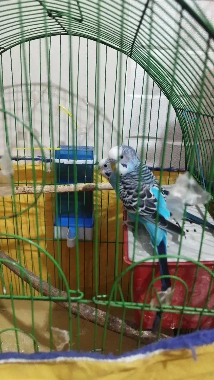 فروش جفت مرغ عشق جوان و سالم|پرنده|تهران, اوقاف|دیوار