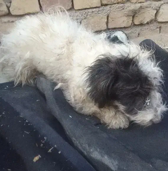 سگ رایگان|سگ|کاشان, مزرعه نو|دیوار