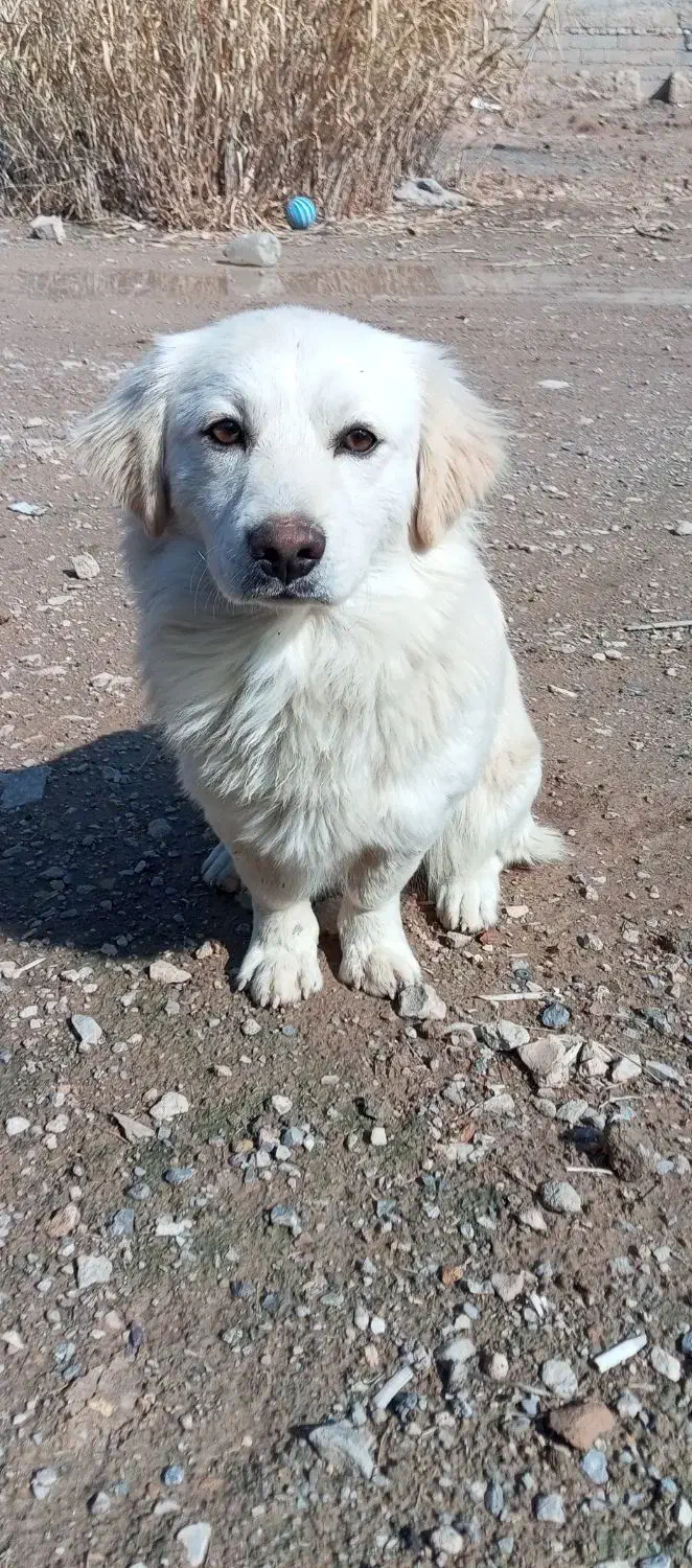 سگ فانتزی|سگ|بختگان, |دیوار