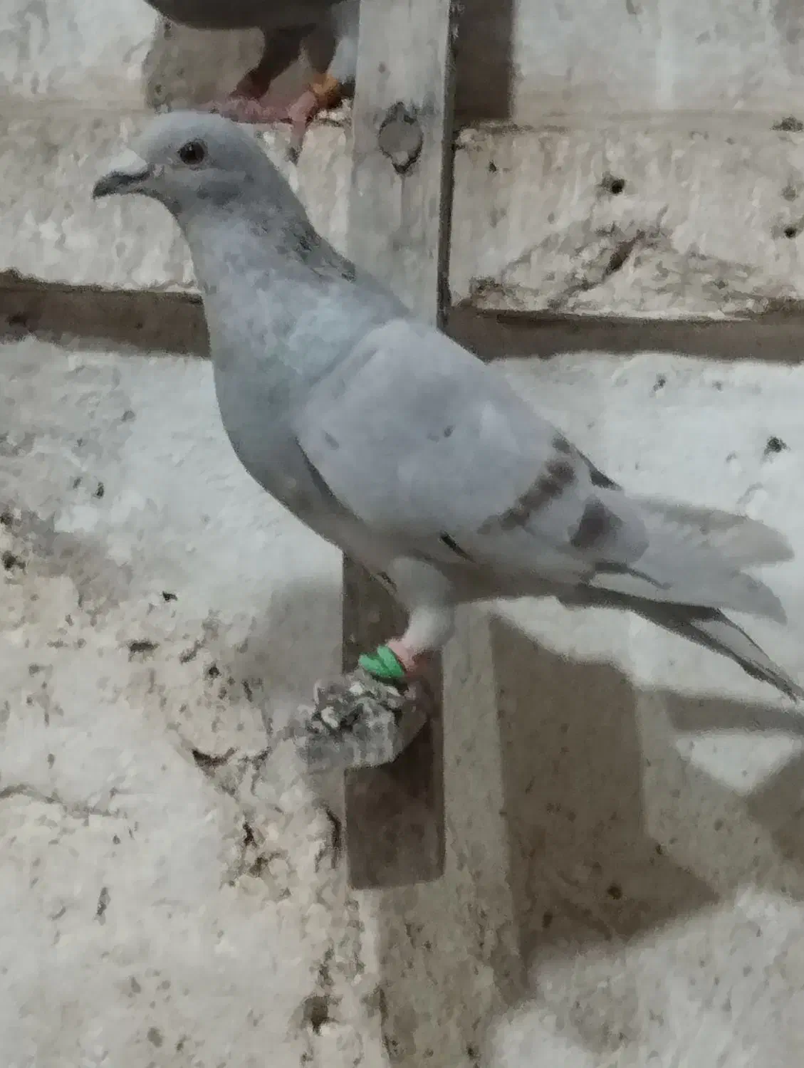 دوتا نر الماسی|پرنده|کوهمره, |دیوار