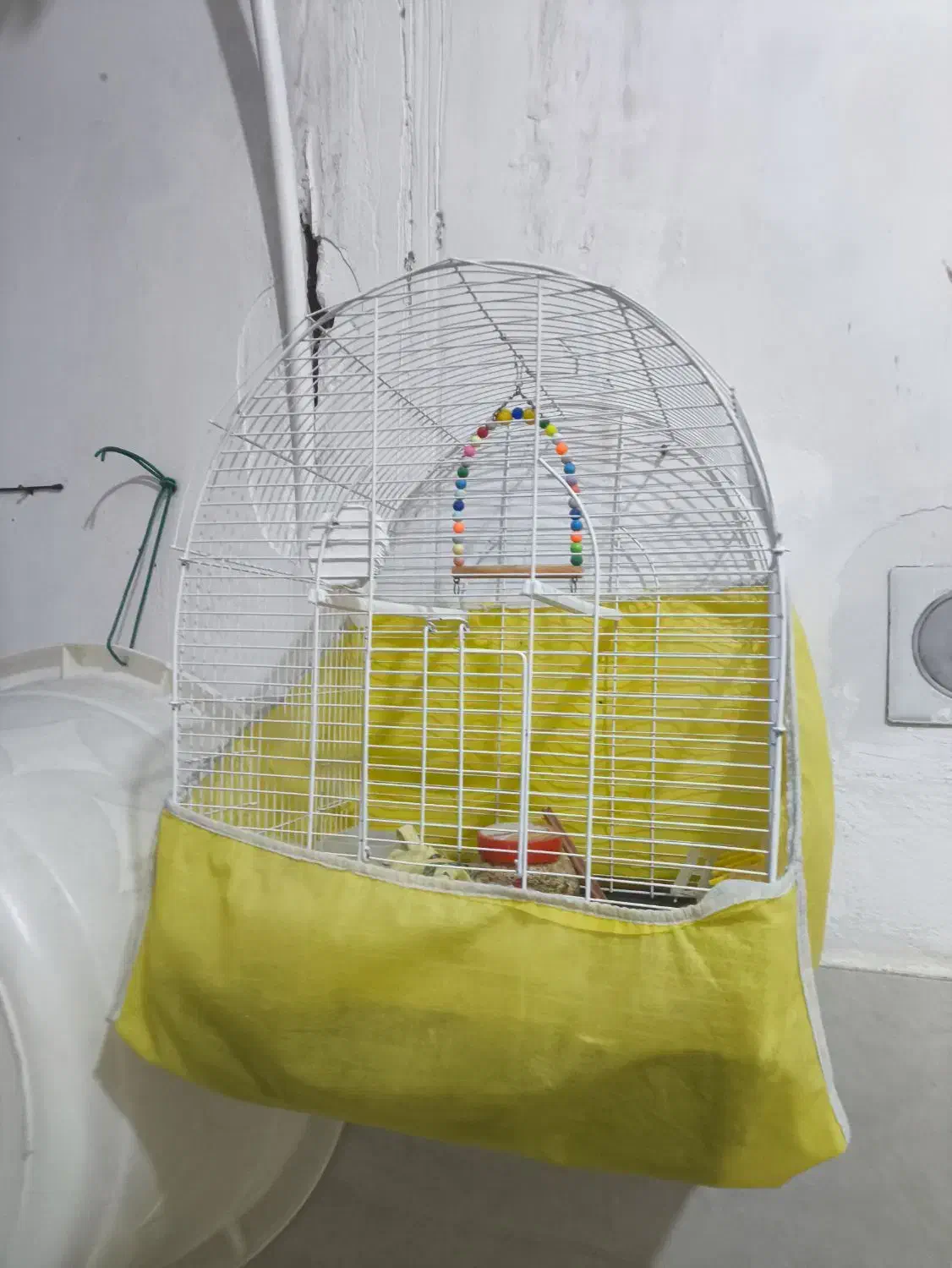 قفس عروس هلندی|لوازم جانبی حیوانات|پیرانشهر, |دیوار