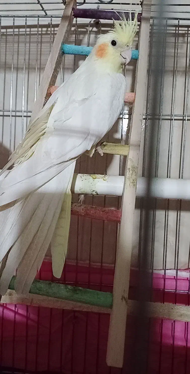 یه جفت عروس هلندی|پرنده|قزوین, |دیوار