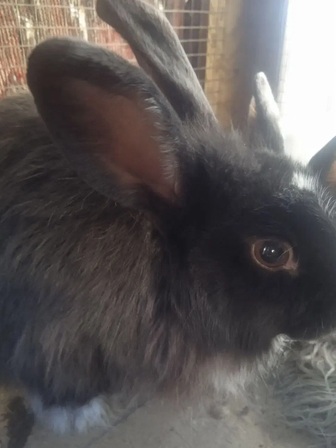 خرگوش|موش و خرگوش|تربت‌حیدریه, فرمانداری|دیوار