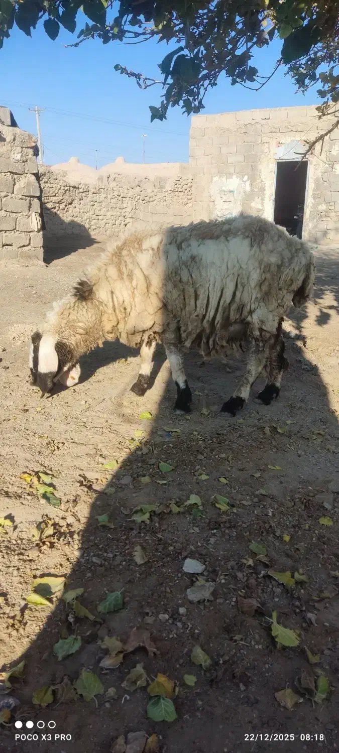 گوسفند مری دورگ|حیوانات مزرعه|هامون, |دیوار