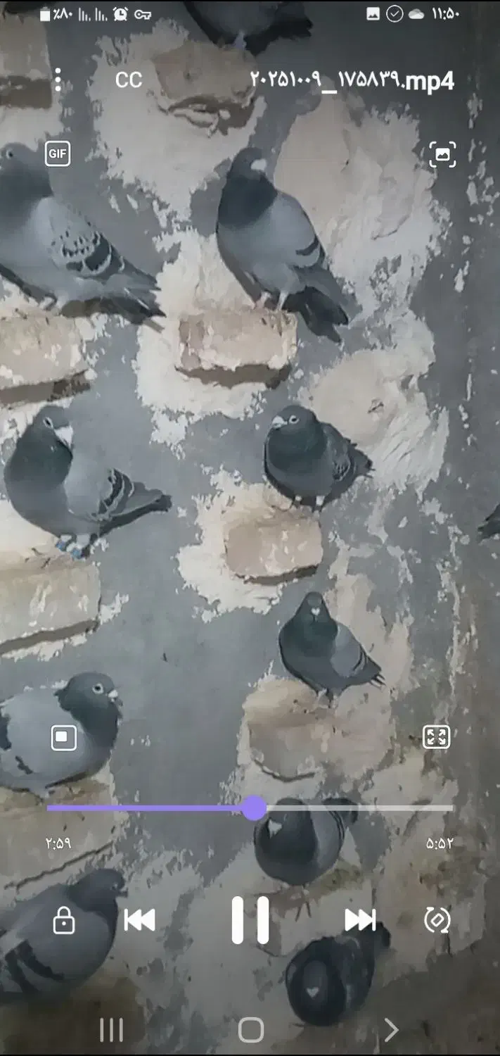 پلاکی|پرنده|بروجرد, |دیوار