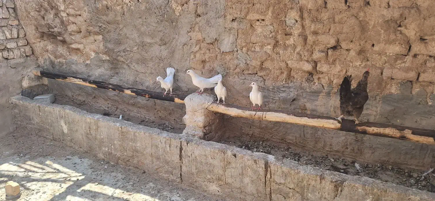 فروش کبوتر یا معاوضه با بلدرچین|پرنده|کشکوئیه, |دیوار