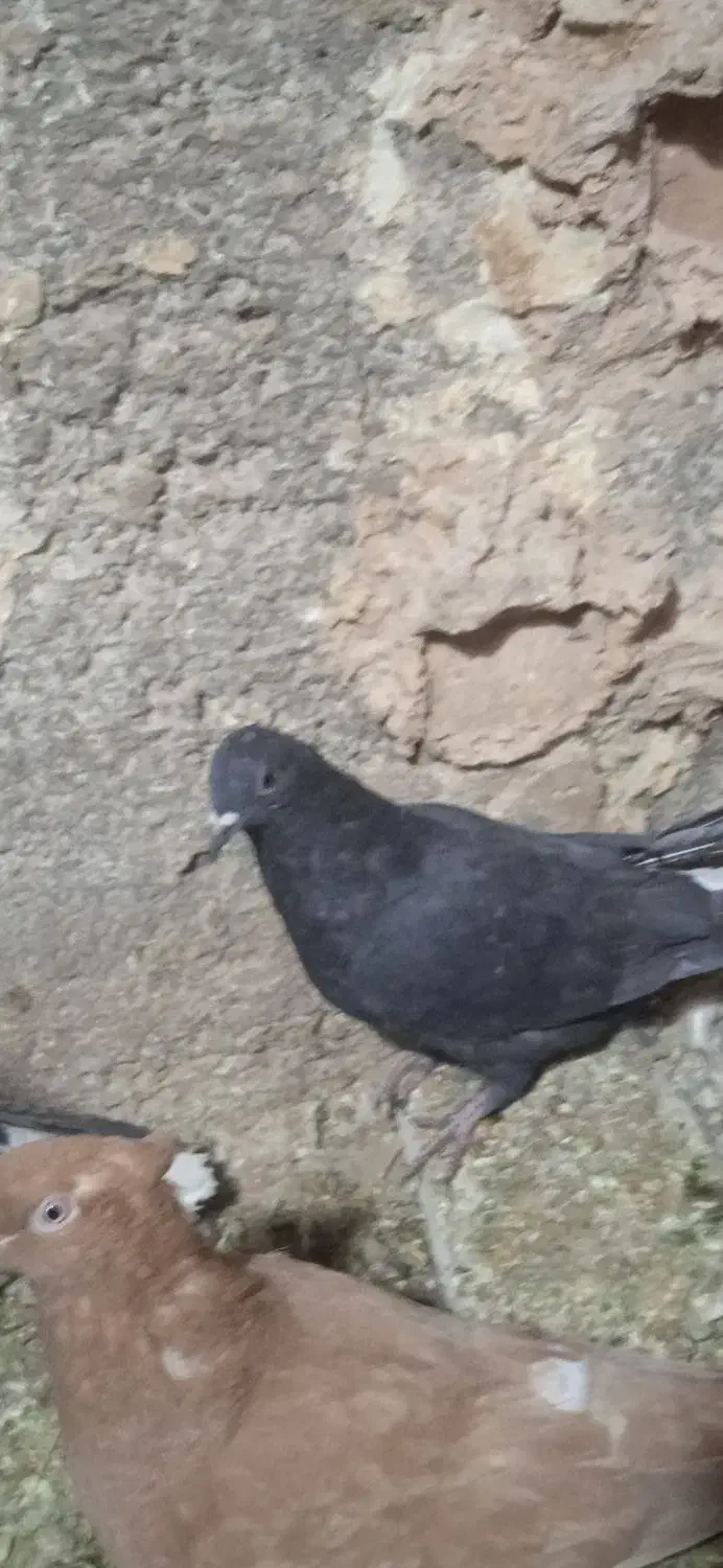 کفتر زاغ دم سفید|پرنده|بهرمان, |دیوار