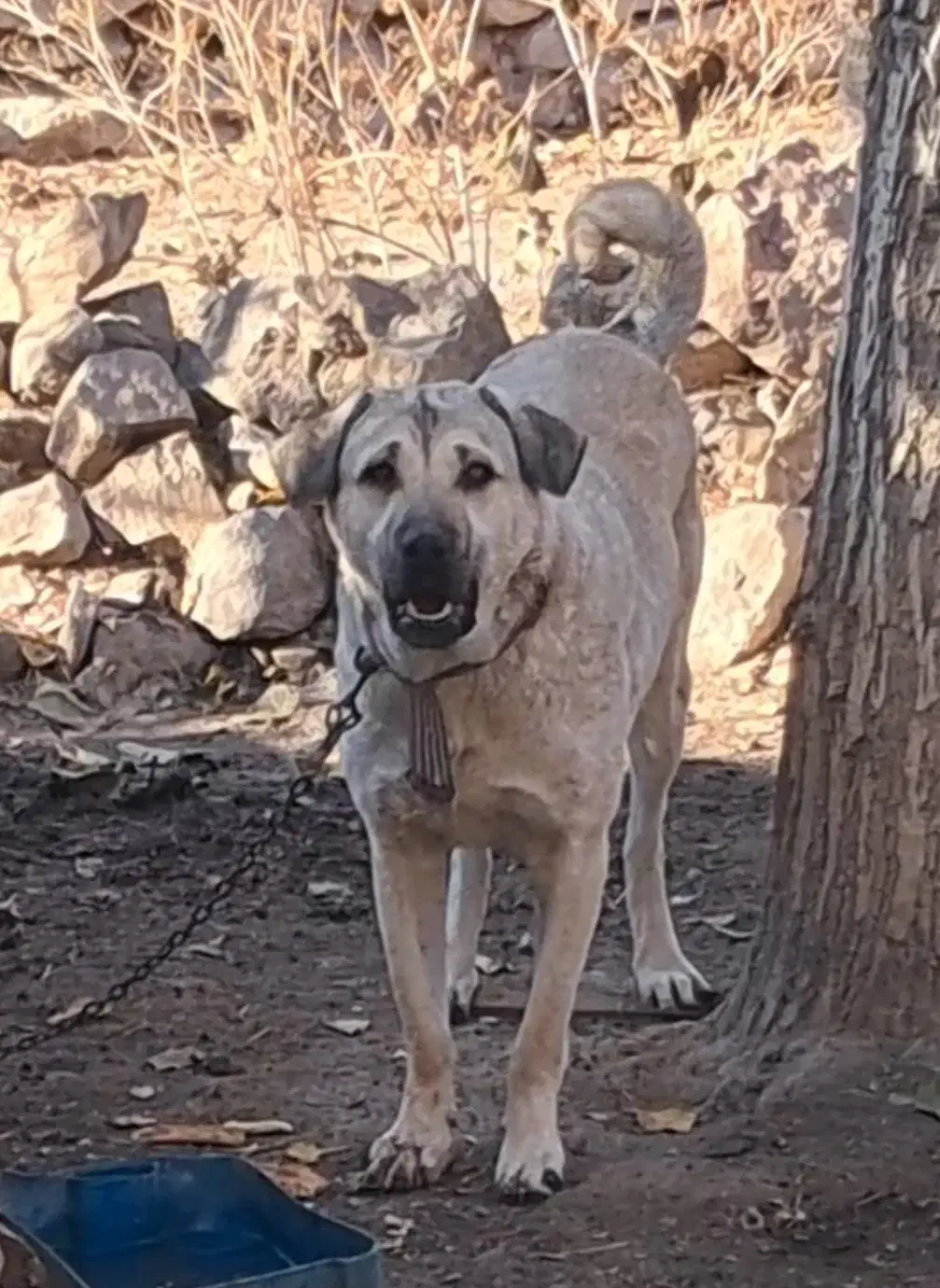 واگذاری خوشتیپ ۱۶ ماهه سگ ماده پژدر عراقی قد ۷۸|سگ|اردبیل, |دیوار