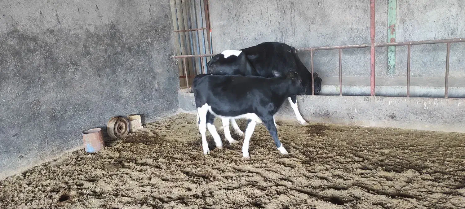 گاو شیری جوان همراه گوساله|حیوانات مزرعه|شال, |دیوار