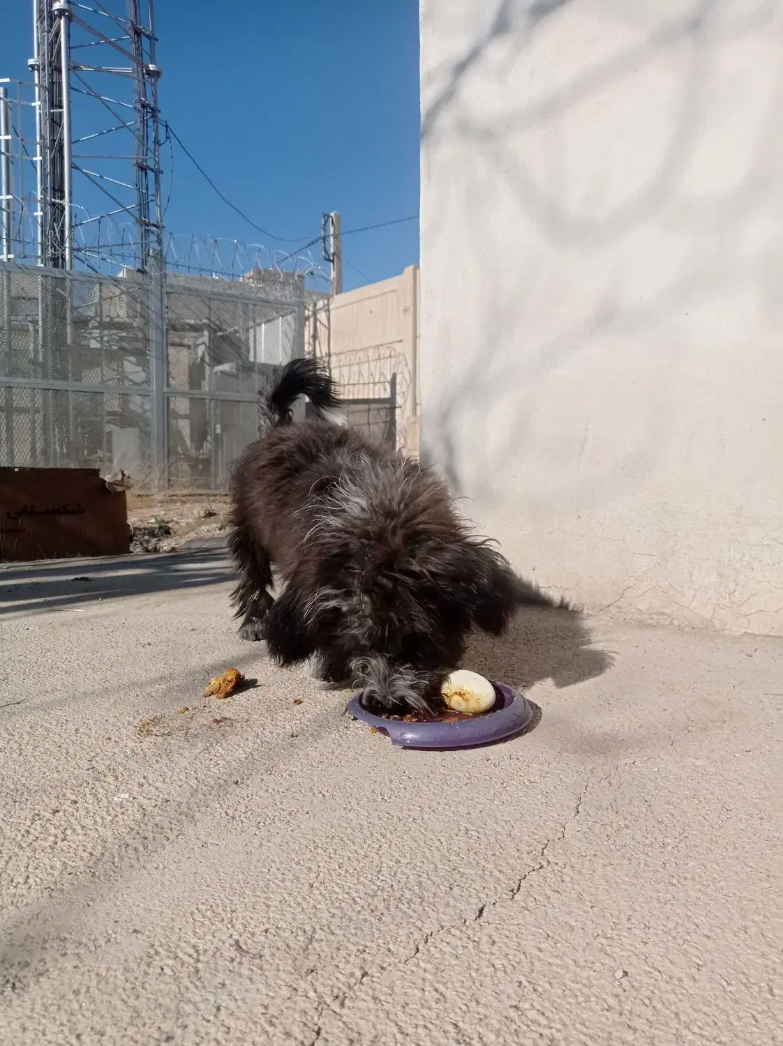 سگ شیتزو|سگ|کرج, کمال‌شهر|دیوار