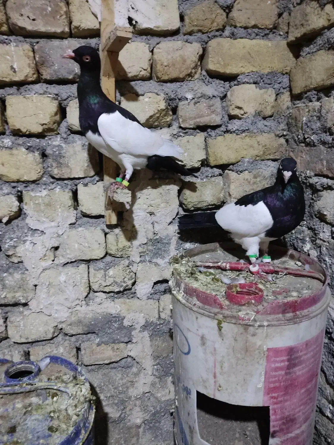 کفتر یهودی سیاه|پرنده|رضویه, |دیوار