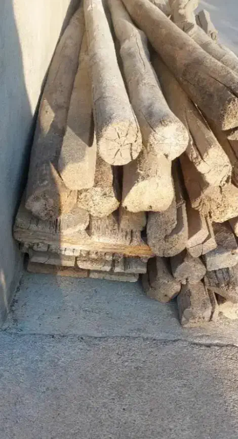 تعدادی چوب سپیداری و چوب بنایی|گل و گیاه طبیعی|دهدشت, |دیوار