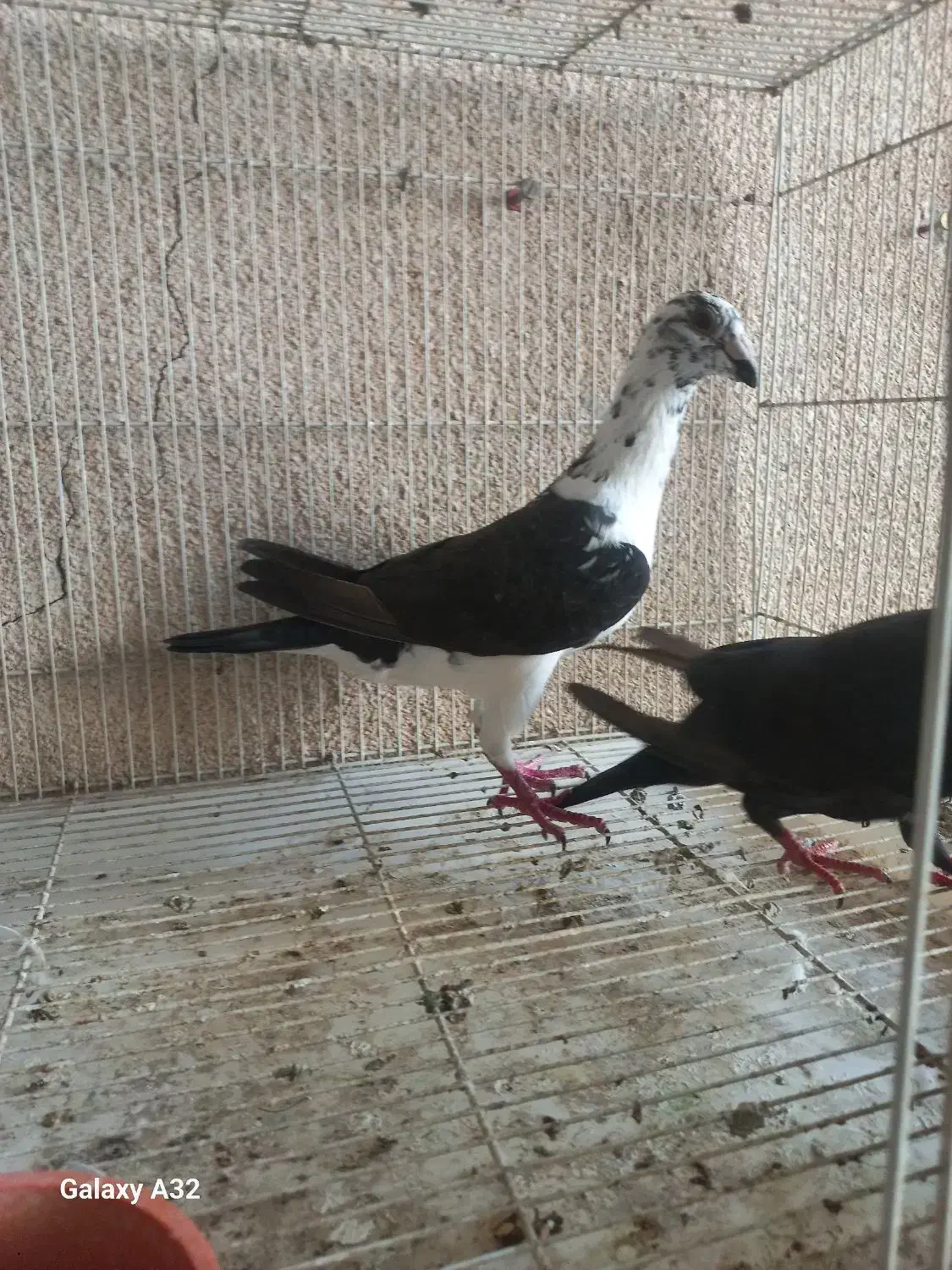 گوره سینه سفید|پرنده|وحدتیه, |دیوار