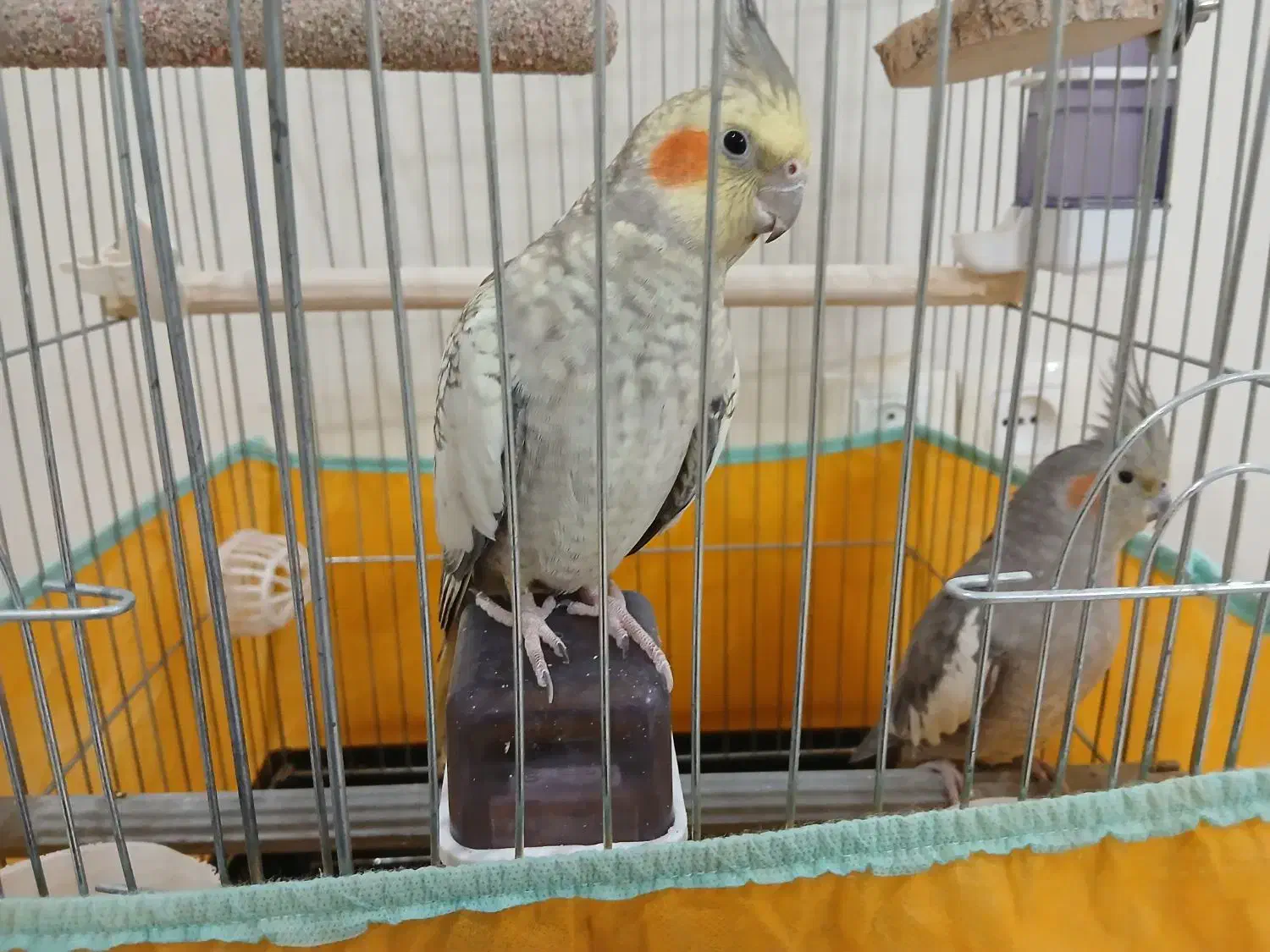 عروس هلندی با همه چی|پرنده|تهران, شکیبا|دیوار