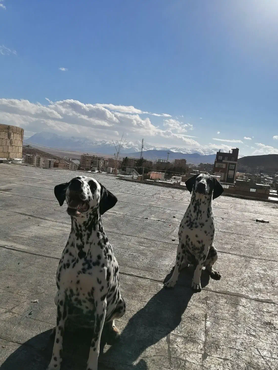 dalmatian-dog|سگ|تهران, گیشا|دیوار