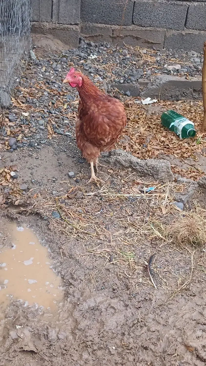 مرغ جوان|حیوانات مزرعه|خوی, |دیوار