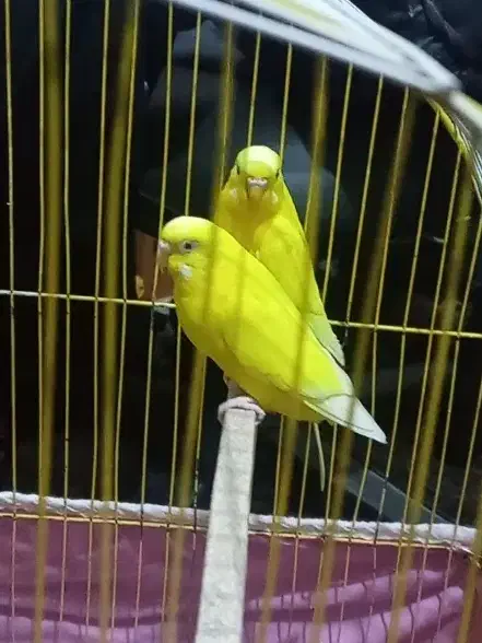 یک جفت مرغ عشق مولد با 4 عدد جوجه|پرنده|اقلید, |دیوار