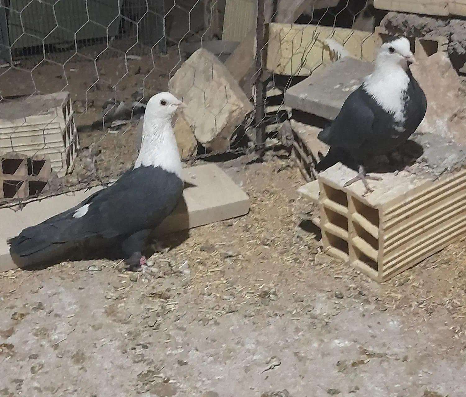 سه جفت سر سفید|پرنده|رفسنجان, |دیوار