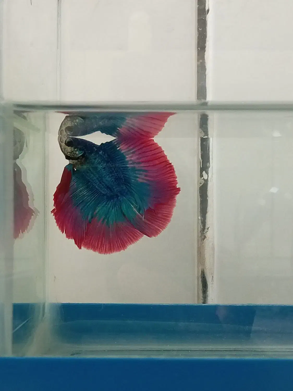 ماهی فایتر نروماده|ماهی|نجفآباد, قلعه سفید|دیوار