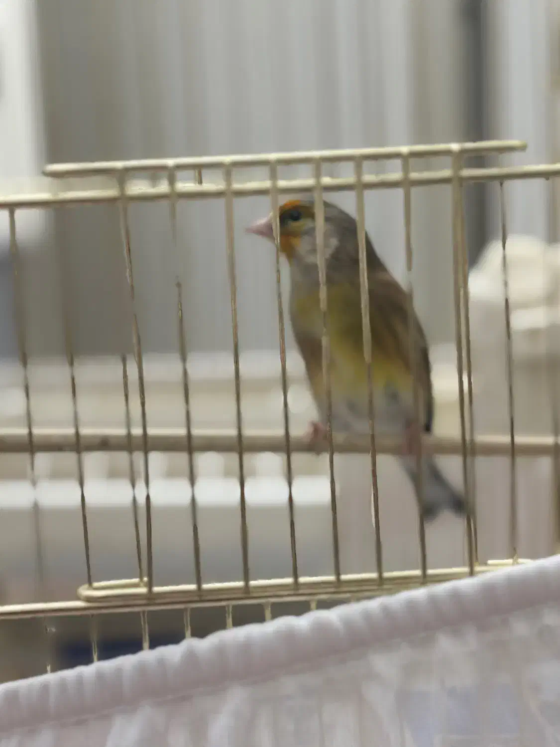 سهره قناری|پرنده|قزوین, |دیوار