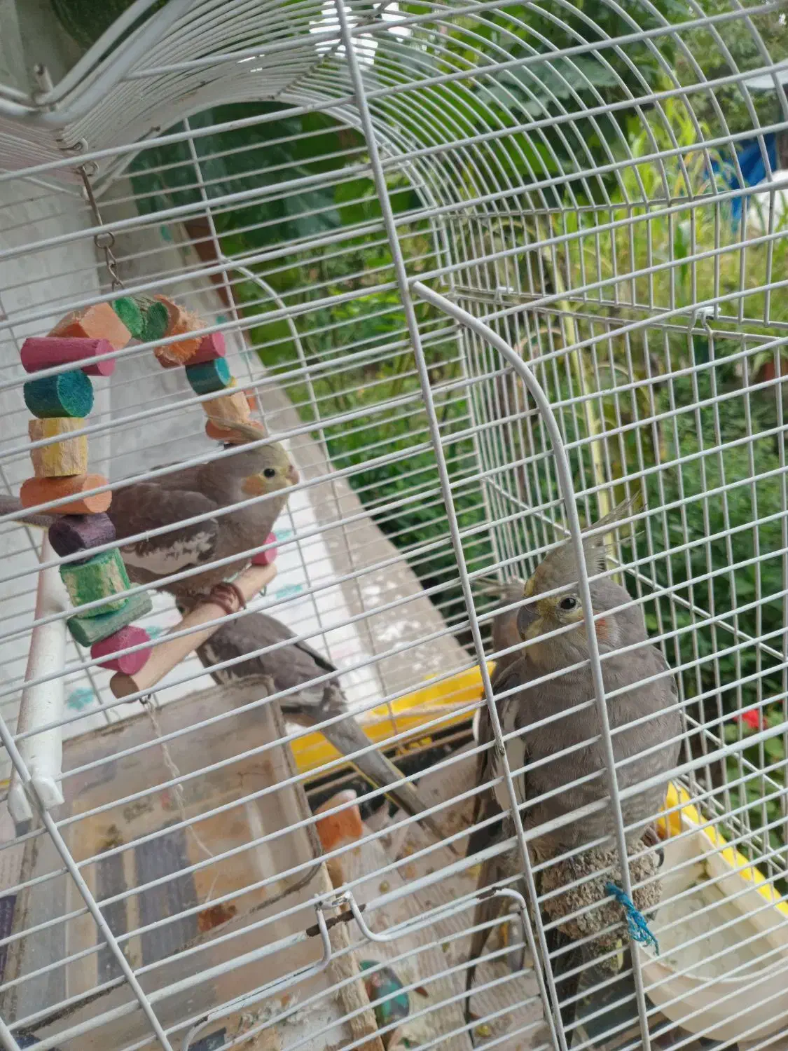 عروس هلندی جوان|پرنده|فومن, |دیوار