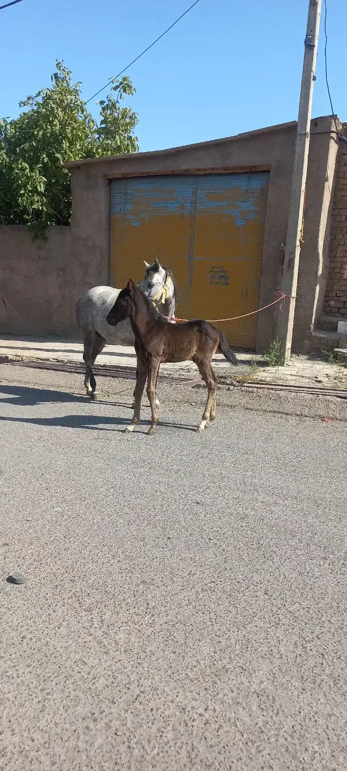 اسب مادیان|اسب و تجهیزات اسب‌سواری|بوئین زهرا, |دیوار