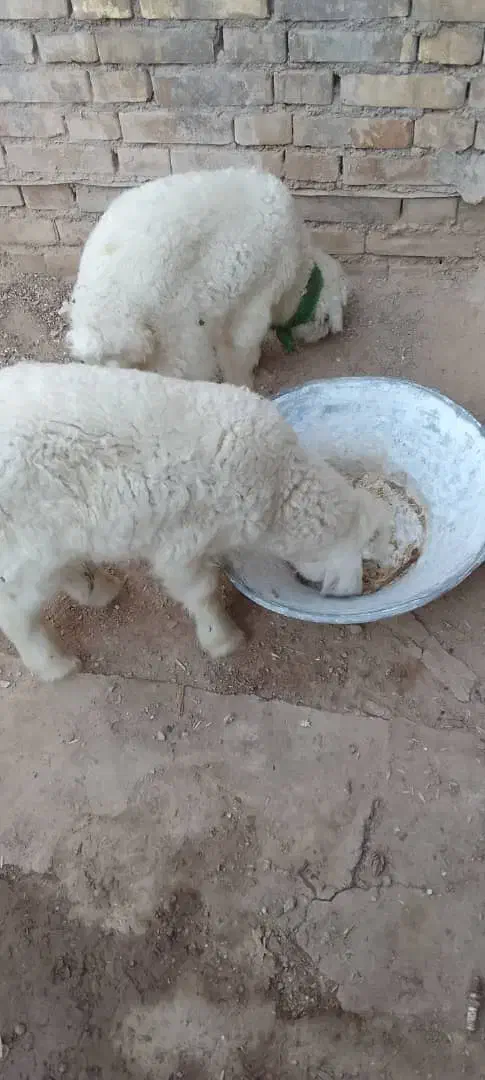 گوسفند نروماده|حیوانات مزرعه|کارون, |دیوار