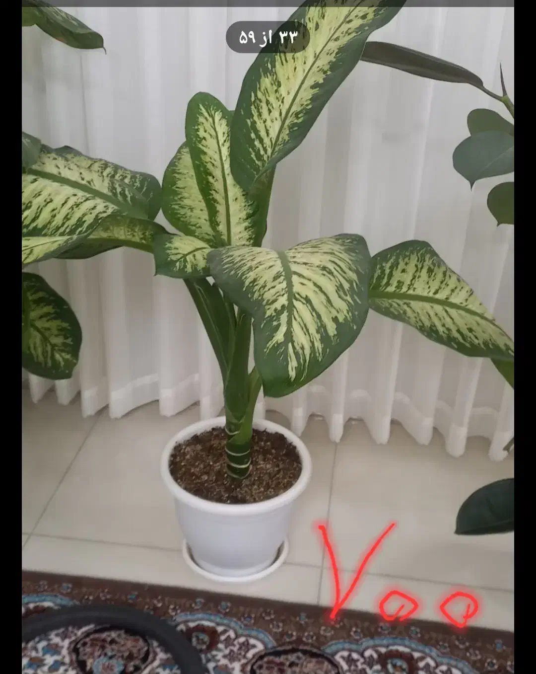 گل طبیعی|گل و گیاه طبیعی|مشهد, منزل آباد|دیوار