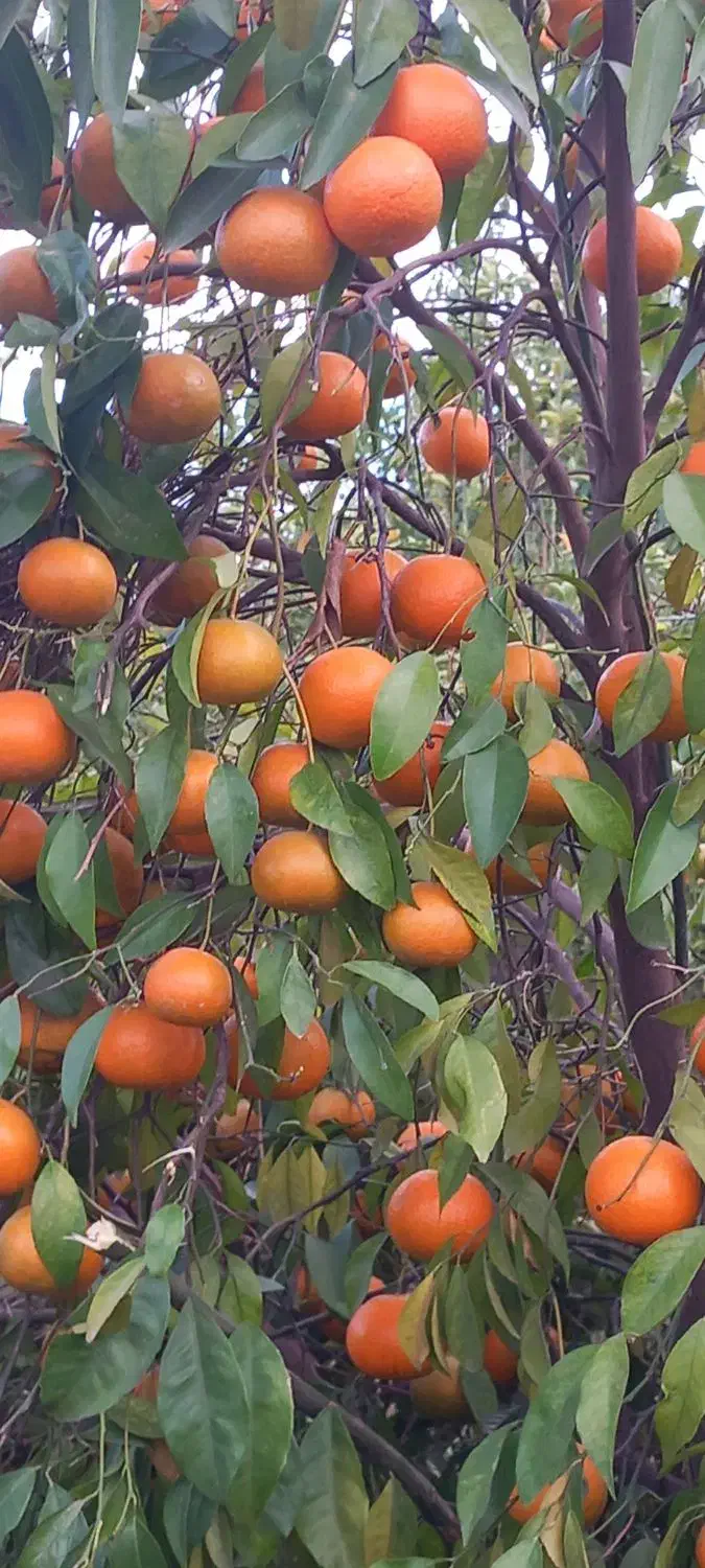 باغبان|خدمات باغبانی و درختکاری|دزفول, |دیوار