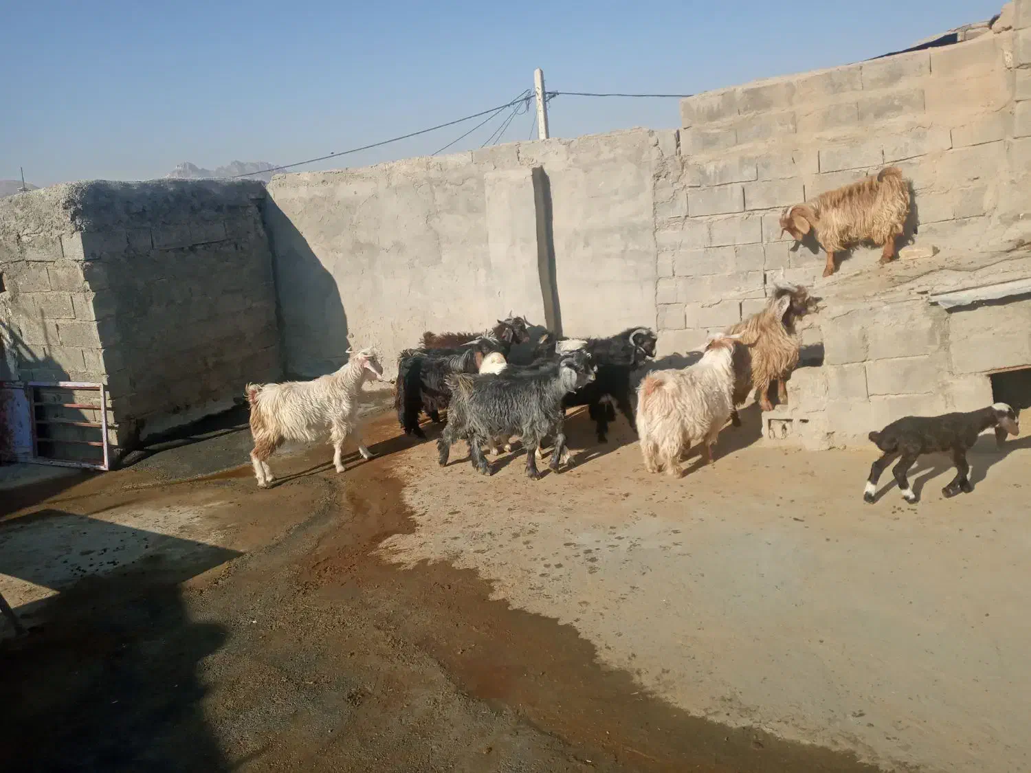 بزغاله نر|حیوانات مزرعه|کرمانشاه, |دیوار