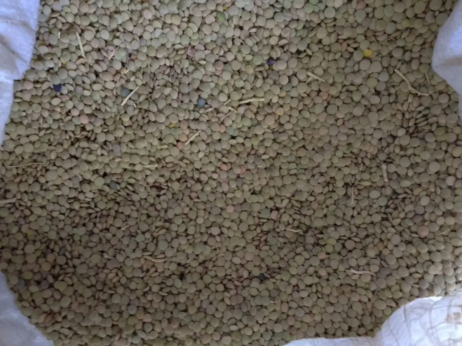 نخود ، عدس|خوردنی و آشامیدنی|بزینه رود, |دیوار