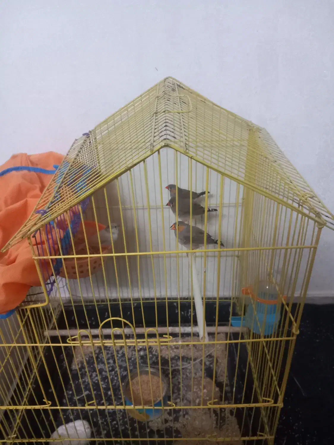 فنچ|پرنده|گرگان, |دیوار