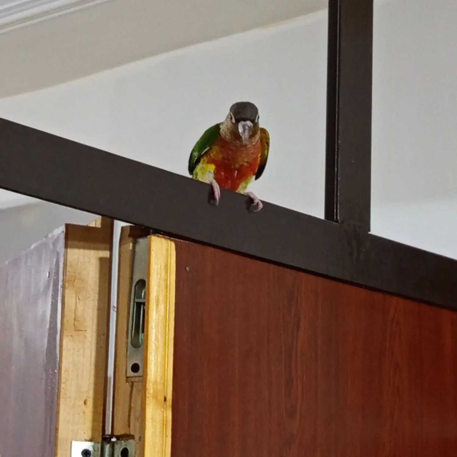 طوطی گرینچیک اهلی|پرنده|عجب شیر, |دیوار