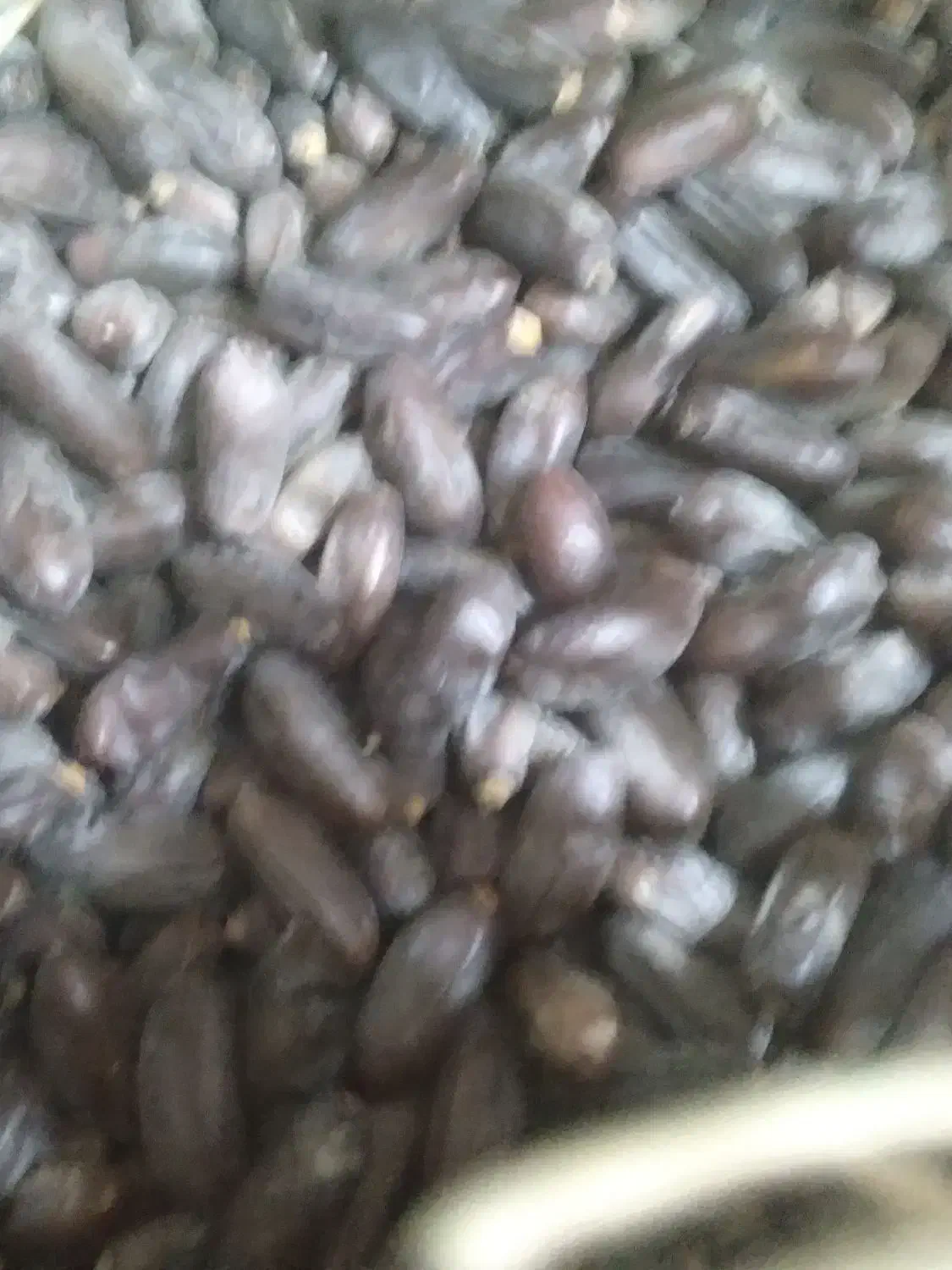 خرما ربی ارگانیک|خوردنی و آشامیدنی|بمپور, |دیوار