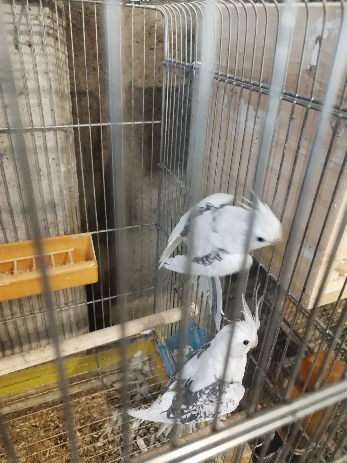 عروس هلندی مولد تظمینی|پرنده|شهرضا, |دیوار