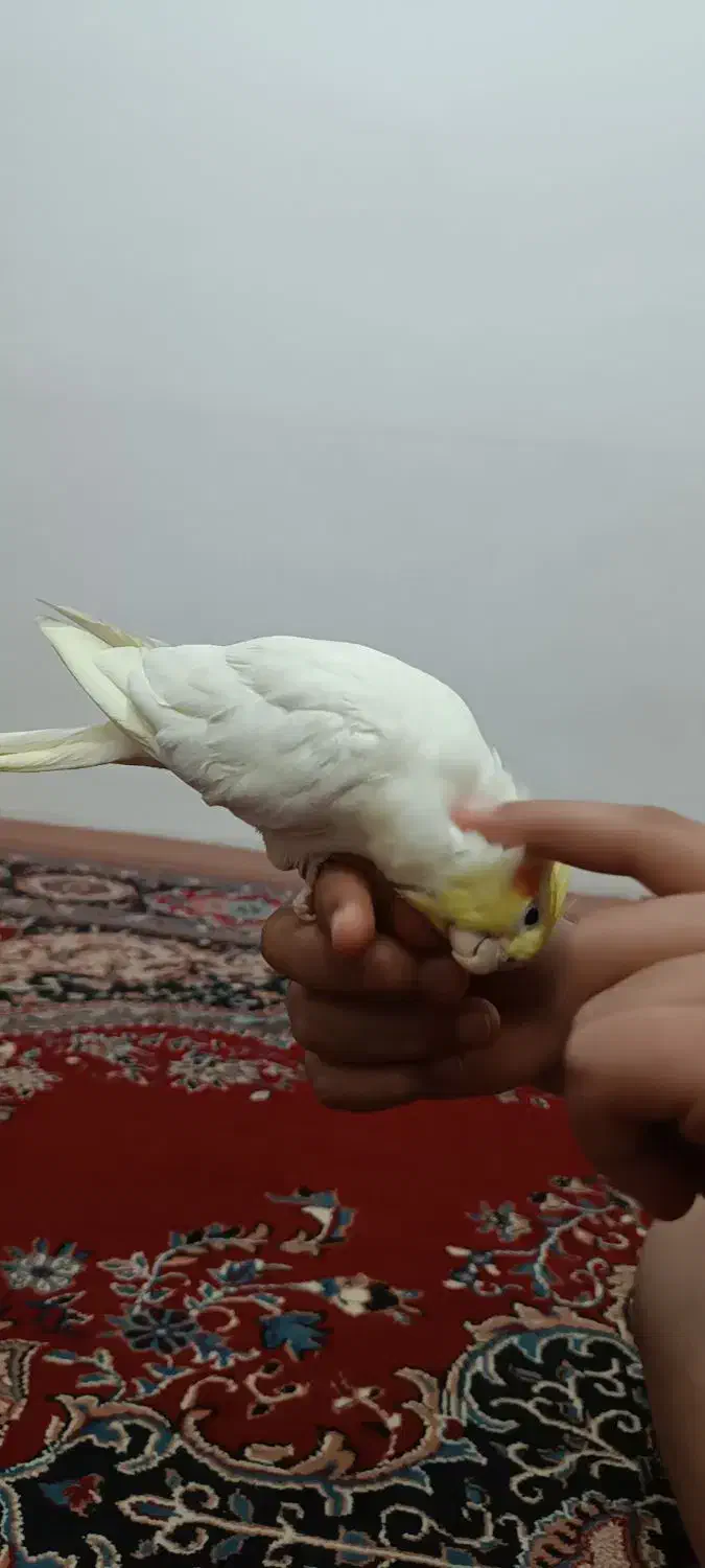 عروس هلندی نر لوتینو|پرنده|بروجرد, |دیوار