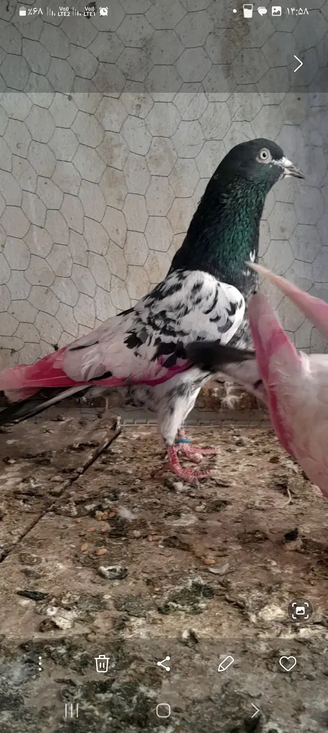 کبوتر تکپر|حیوانات|نگین شهر, |دیوار