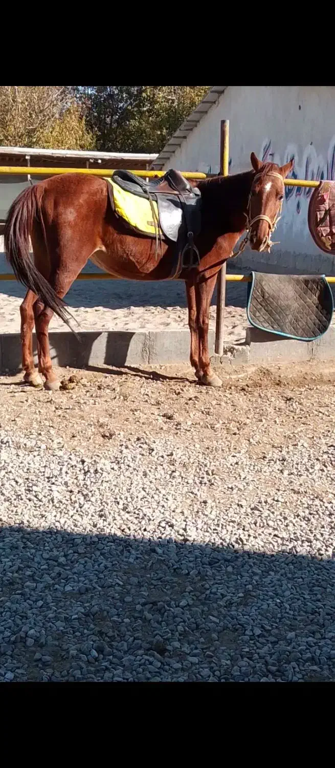 اسب مادیان مشتری واقعی زنگ بزنه ممنون|اسب و تجهیزات اسبسواری|مراغه, |دیوار