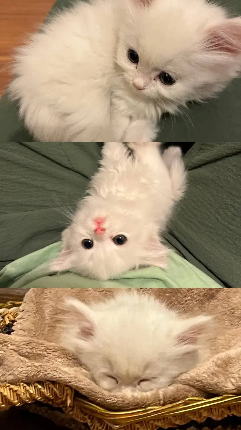 گربه پرشین سفید|گربه|کرج, کوی مدرس|دیوار