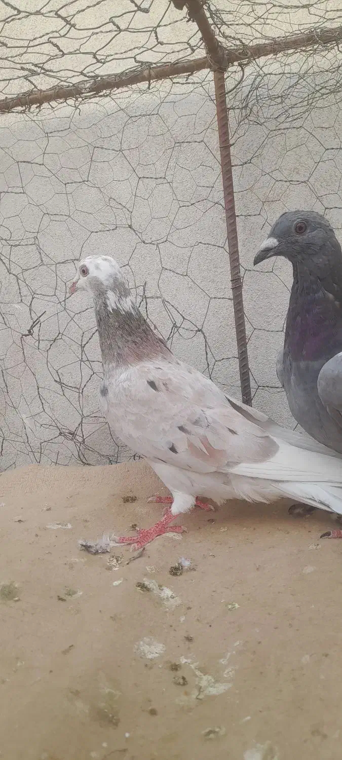 کبوتر المانی پلاکی جوانه|پرنده|گنبد کاووس, |دیوار