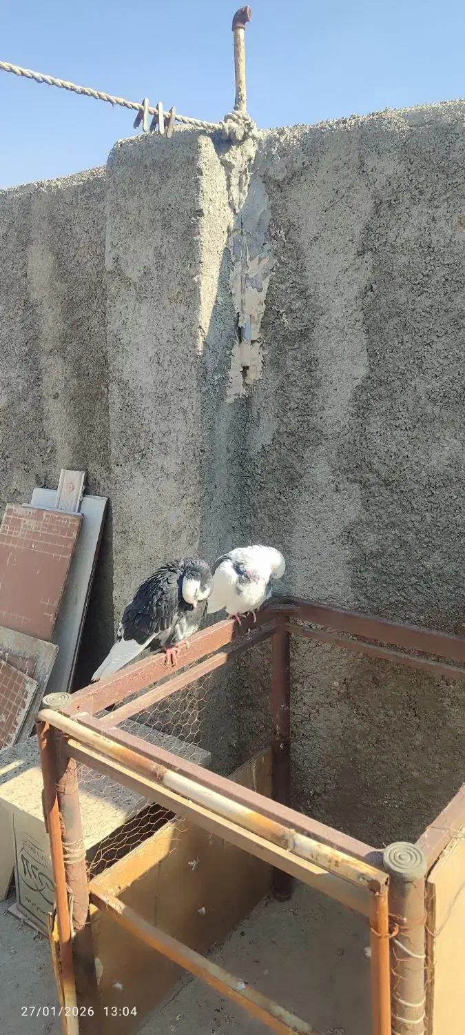 کبوتر جفت دم تخم|پرنده|قرچک, فردیس|دیوار