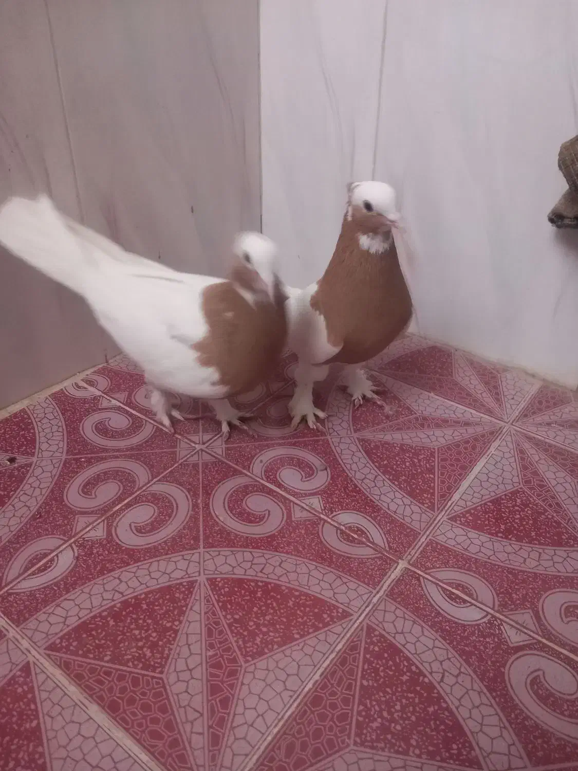 طوق زرد پرتقالی|پرنده|نوبندگان, |دیوار