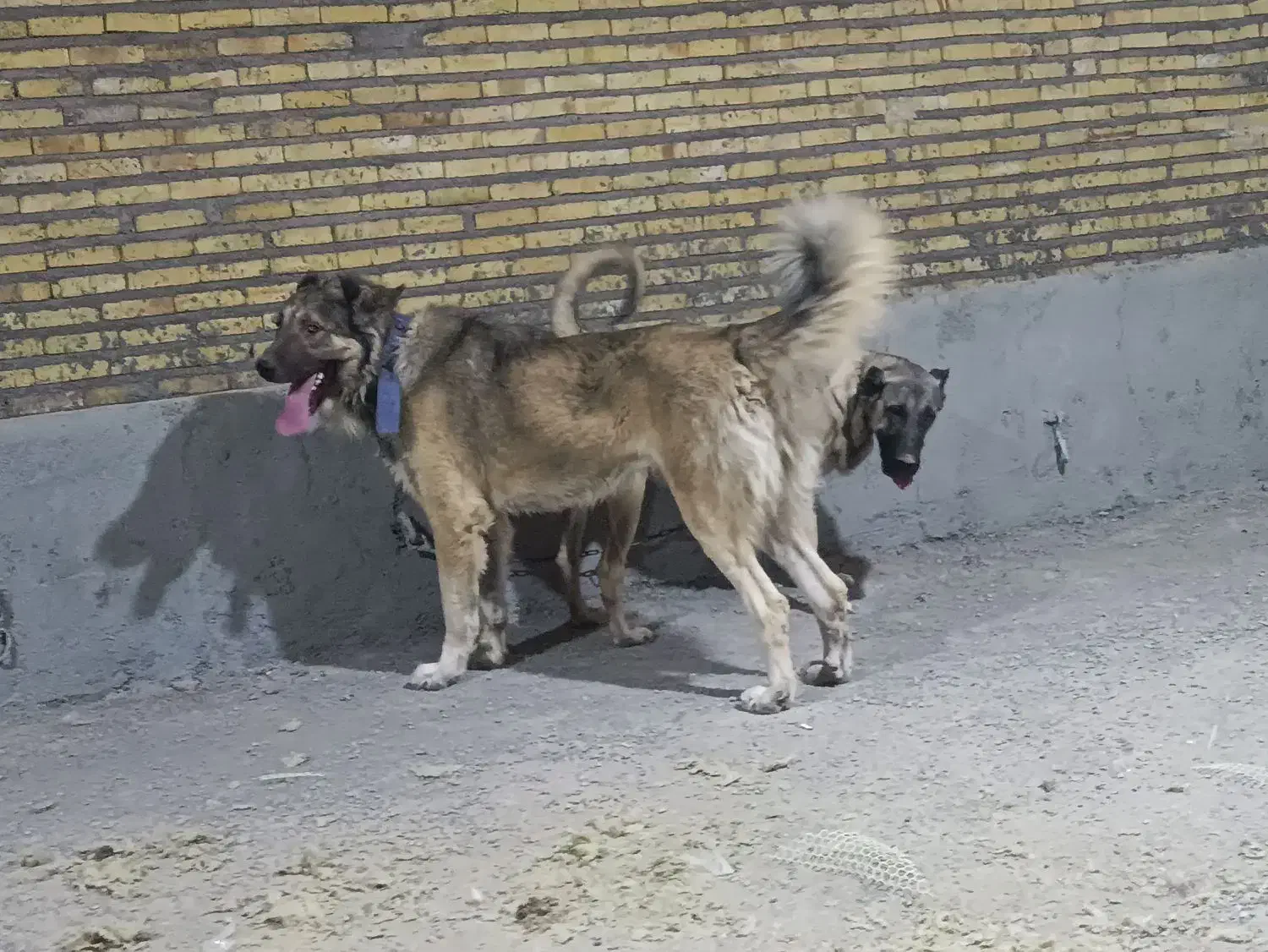 دانا۲۳ماهه|سگ|سراب, |دیوار