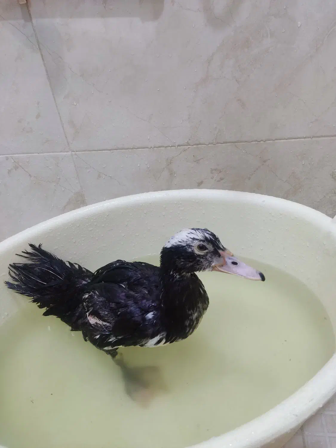 یک عددجوجه اردک مسکویی|حیوانات مزرعه|کرج, کوی امامیه|دیوار