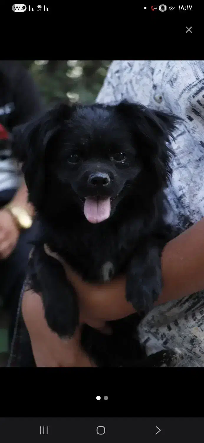 پامر|سگ|آذرشهر, |دیوار