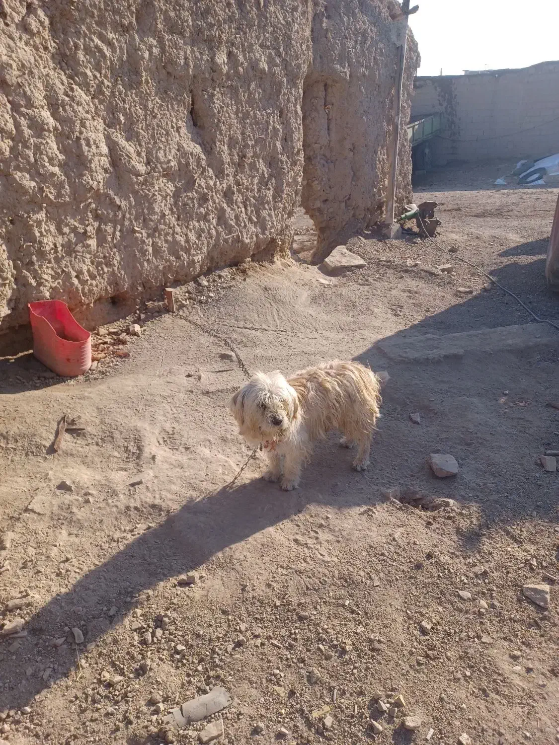 سگ پاکوتاه|سگ|لیلان, |دیوار