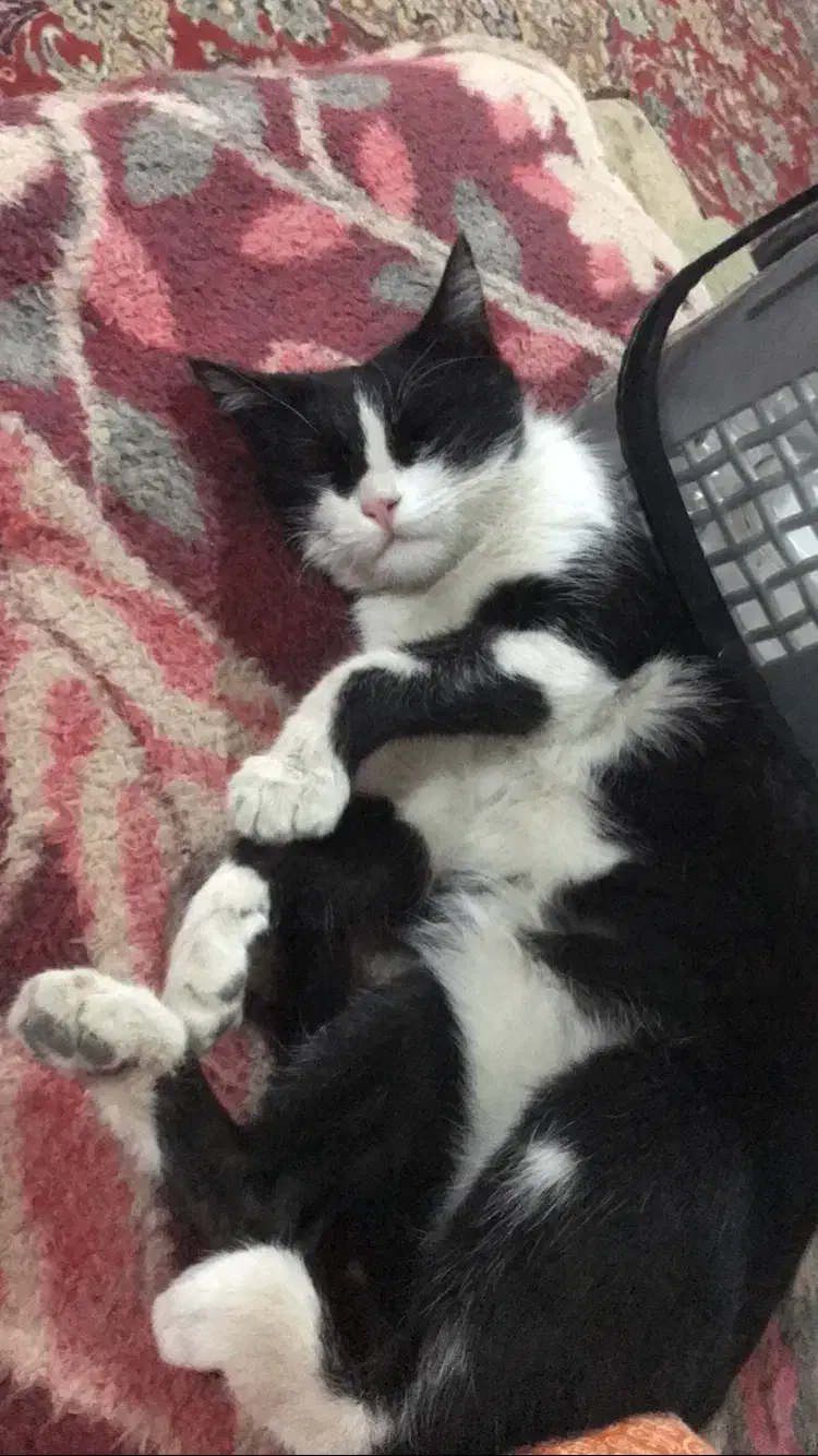 واگذاری گربه ماده خانگی|گربه|اصفهان, شهرک میلاد|دیوار